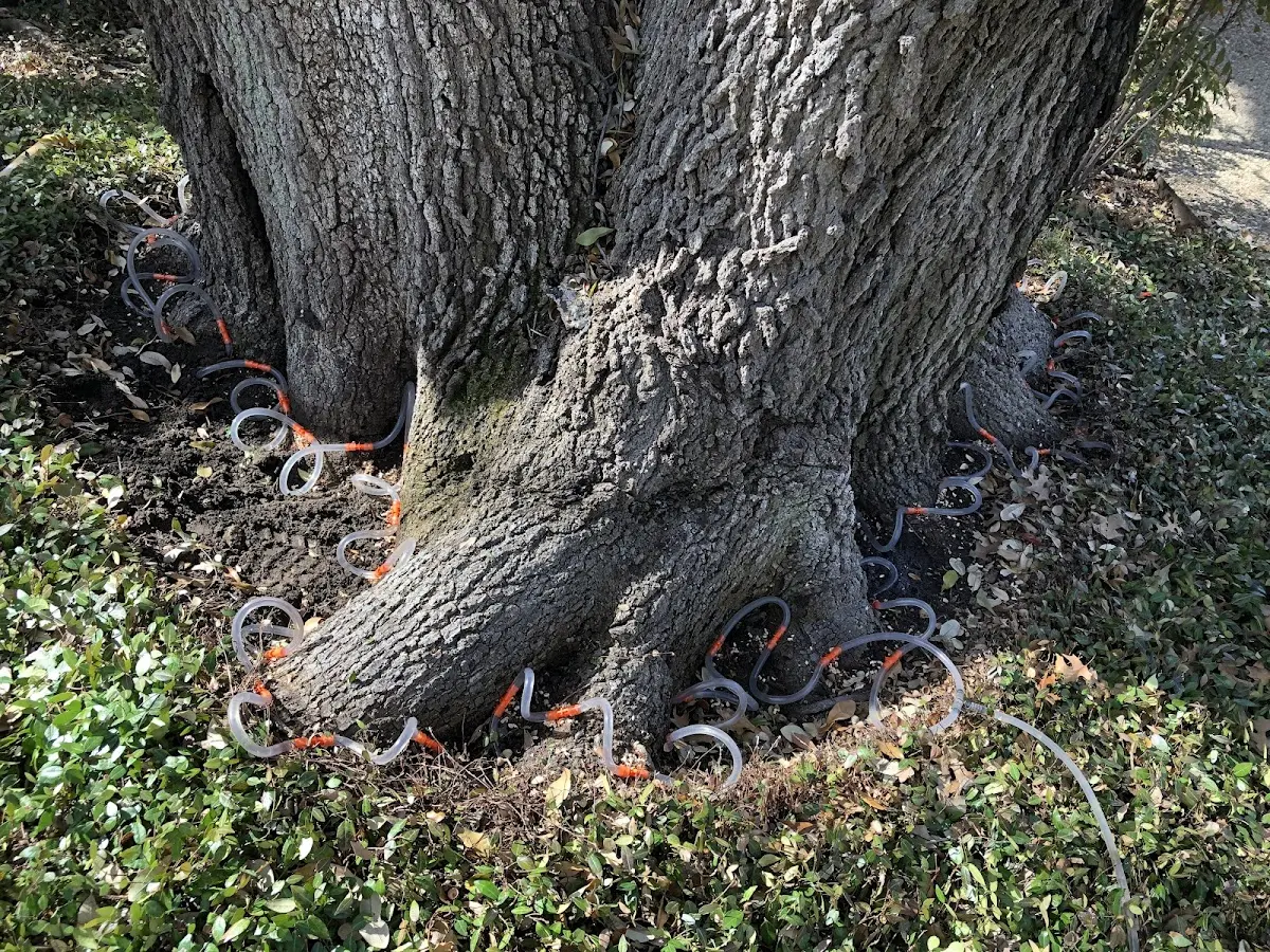 Detailed Tree Cabling and Bracing job site in Cornelia